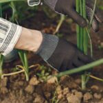 Planter des échalotes de consommation au potager
