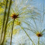 Faire repartir un papyrus qui dépérit