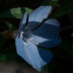 Amaryllis bleu