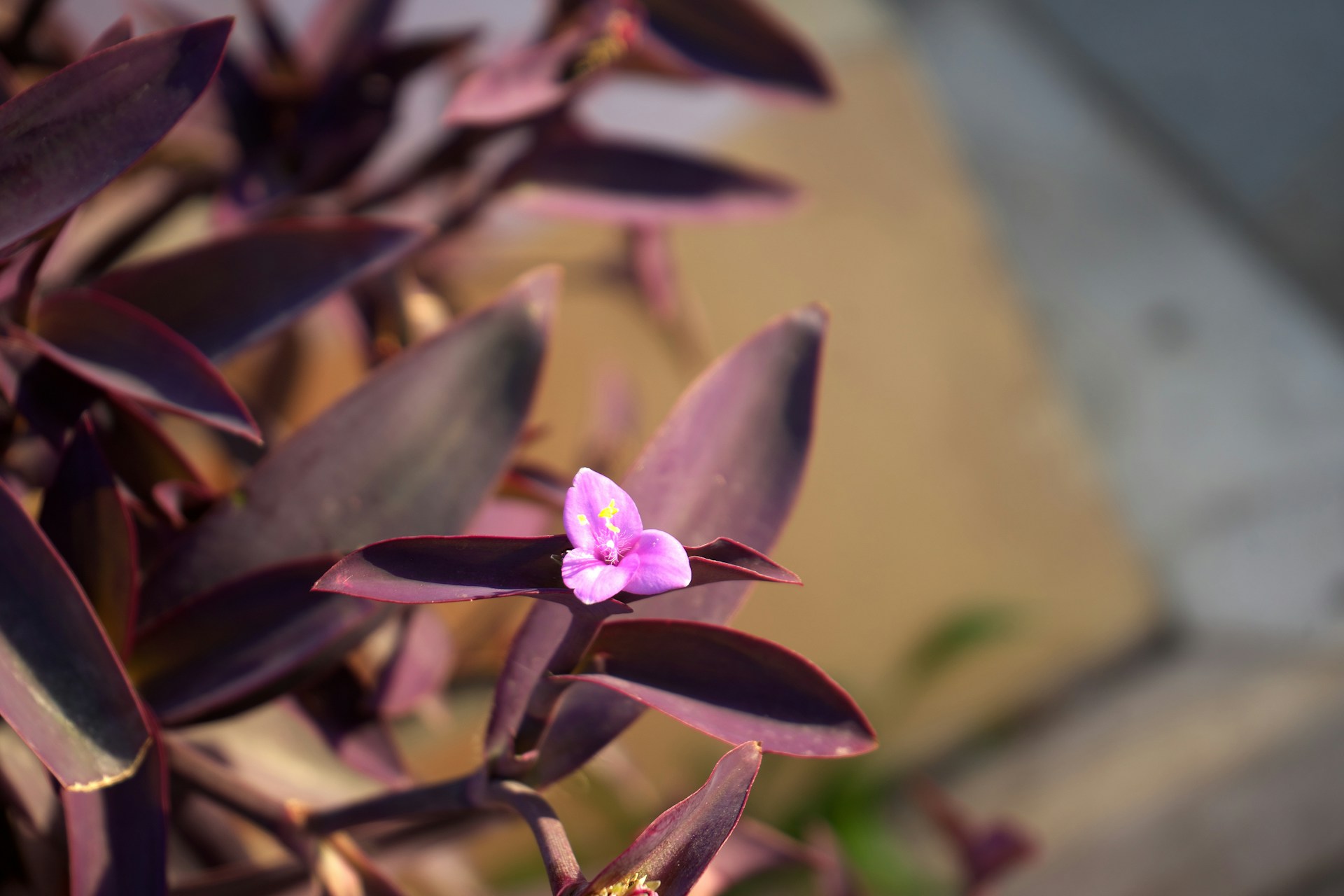 Tradescantia
