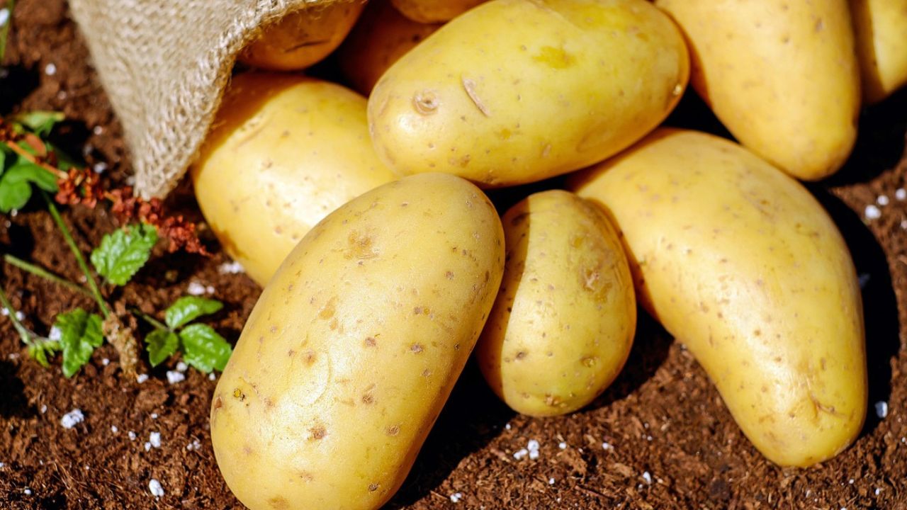 Pomme de terre Colomba