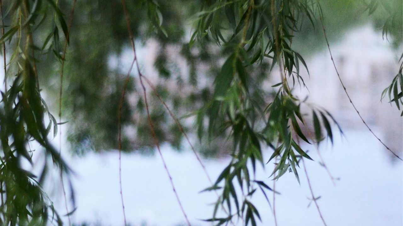 Saule crevette feuilles marrons