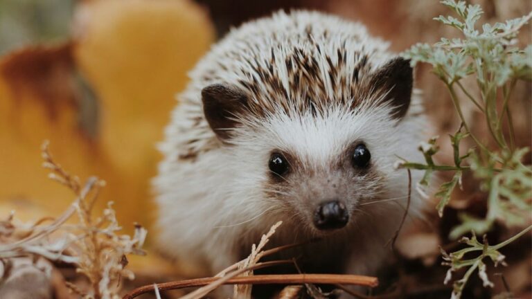 Crottes de hérisson