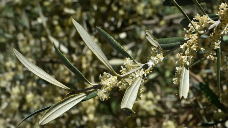 Olivier en fleur mais sans olives