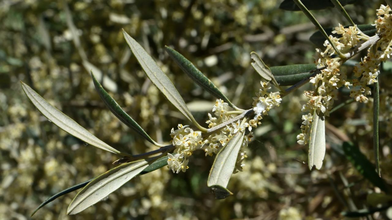 Olivier en fleur mais sans olives