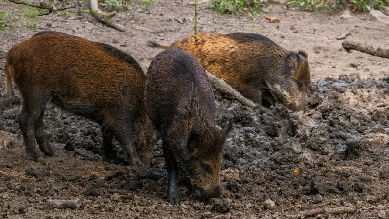 Crottes de sanglier