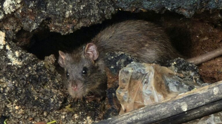 Terrier de rat dans le jardin