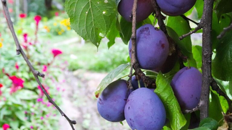 Prune sauvage toxique