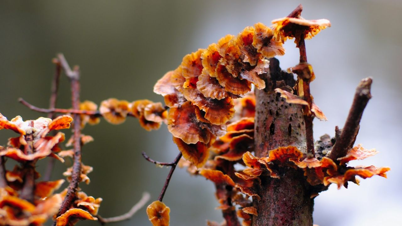 Champignon ressemblant à la mérule