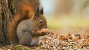 Crotte d’écureuil