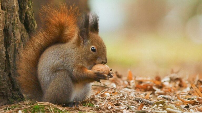 Crotte d’écureuil