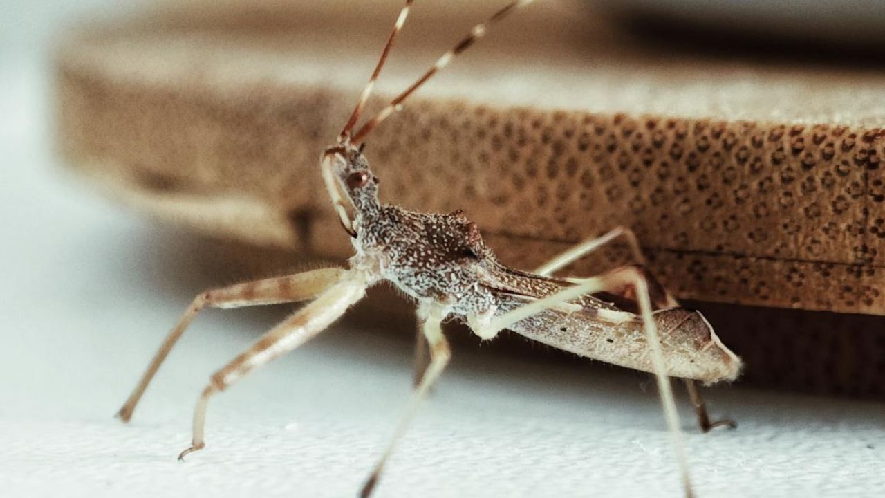 Insecte marron dans la maison