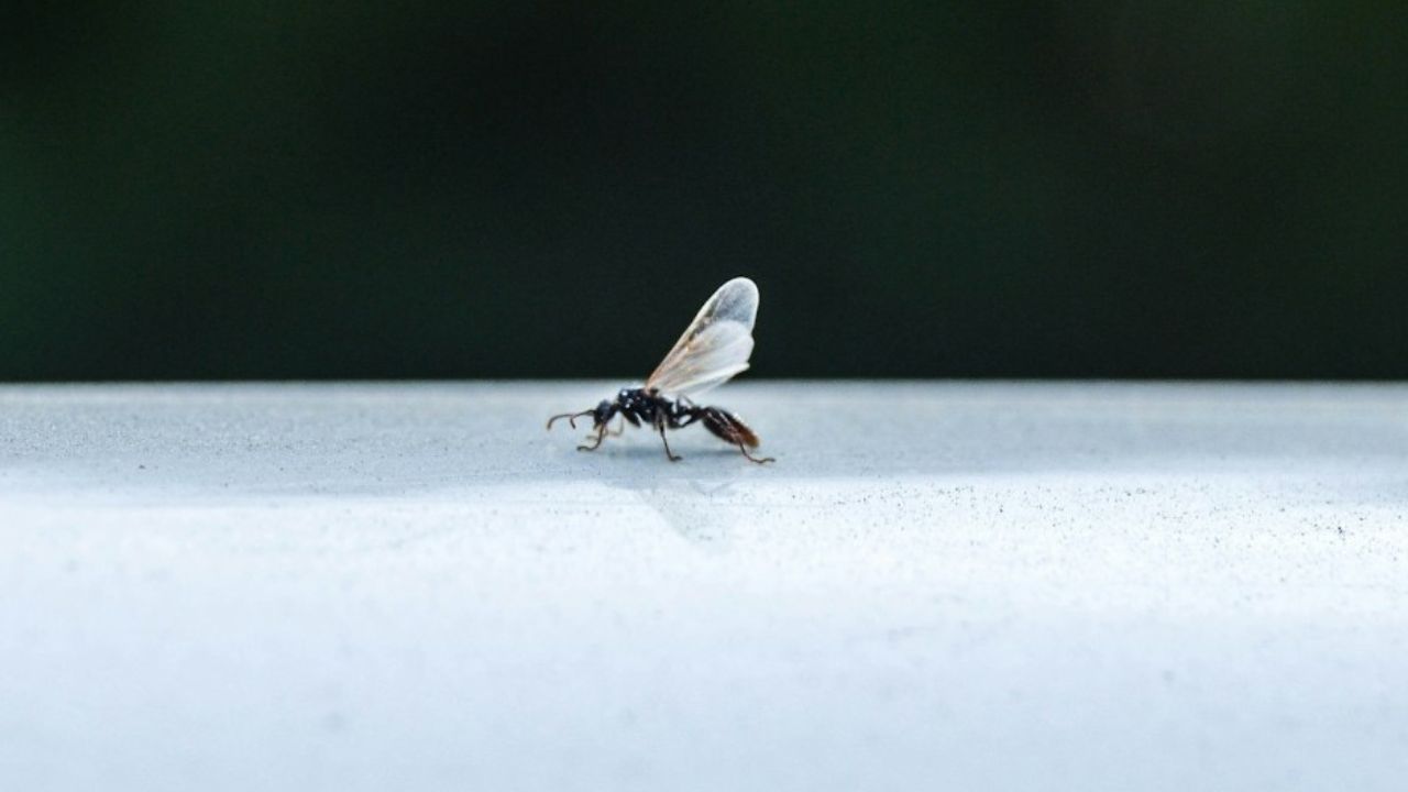 Fourmis volantes