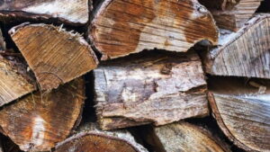 Mérule sur bois de chauffage