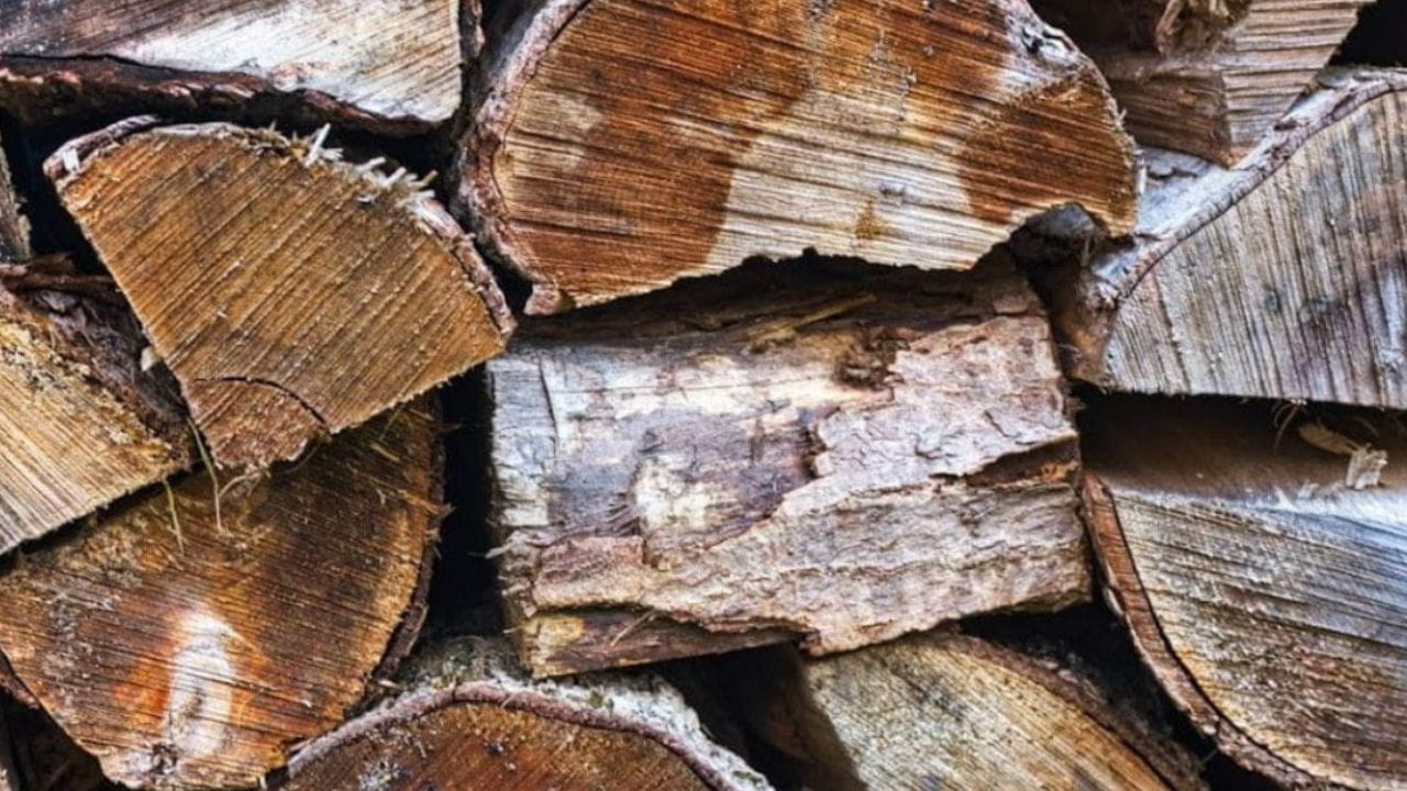 Mérule sur bois de chauffage