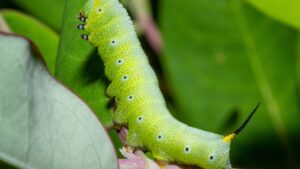 Chenille appartement