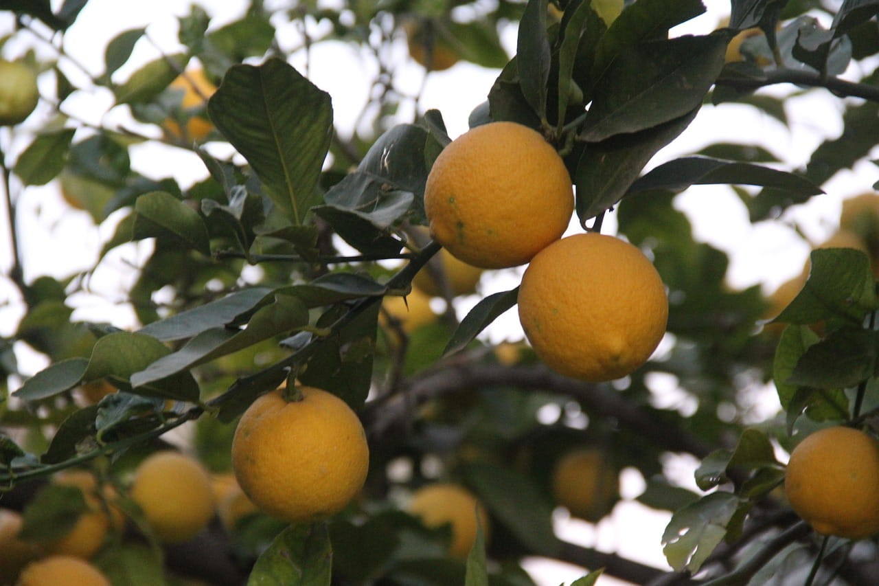 Maladie du citronnier
