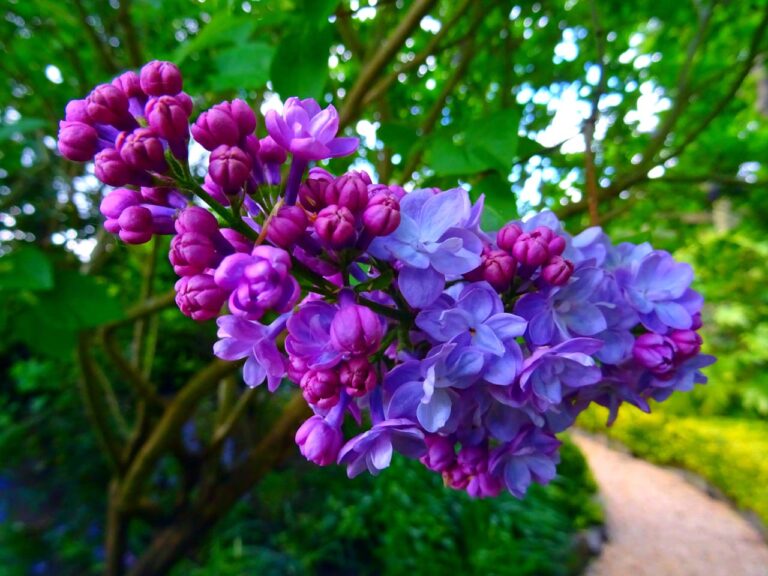 Lilas du Japon