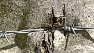Faire mourir un arbre gênant légalement