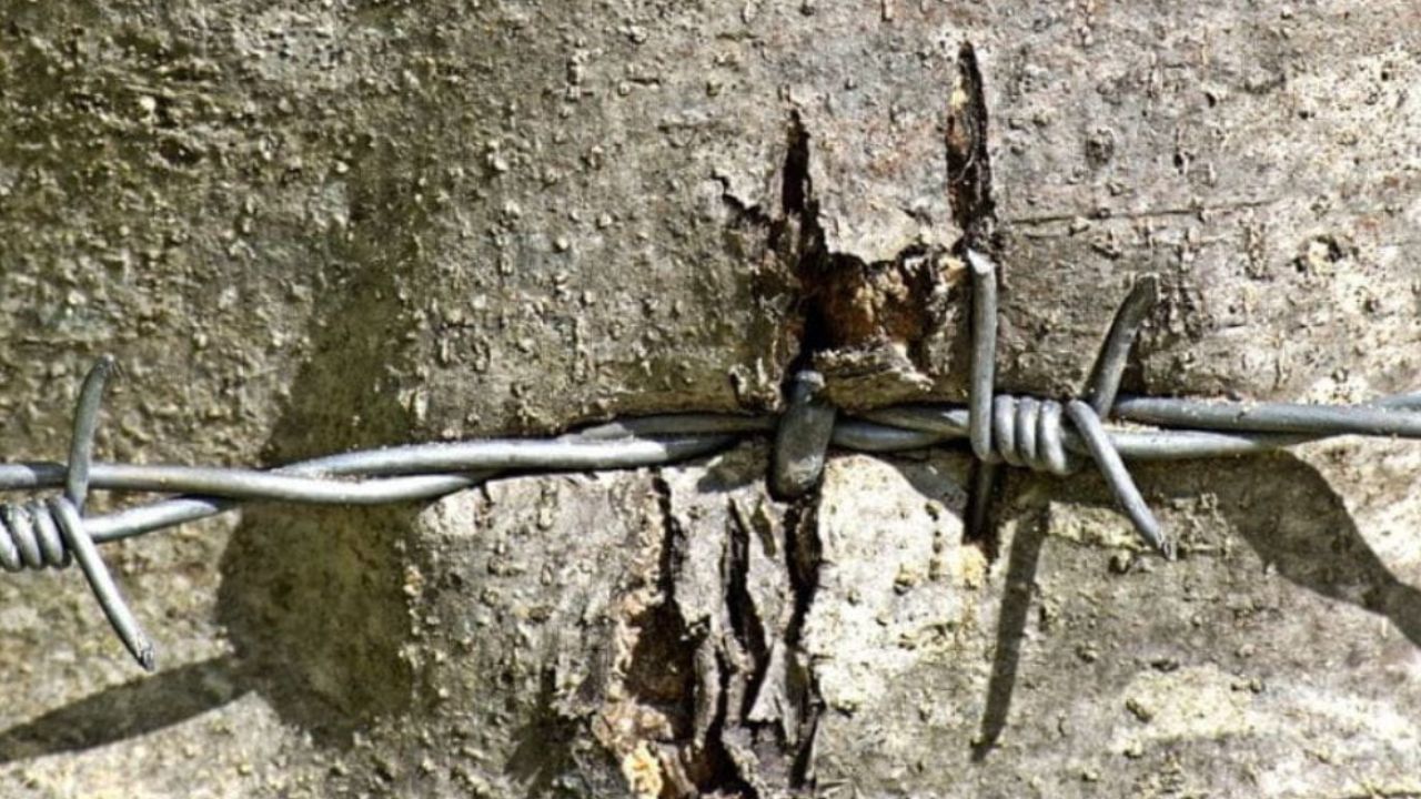 Faire mourir un arbre gênant légalement