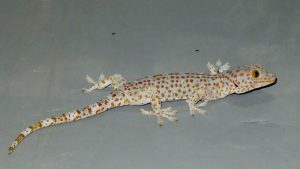 Se débarrasser des lézards dans la maison