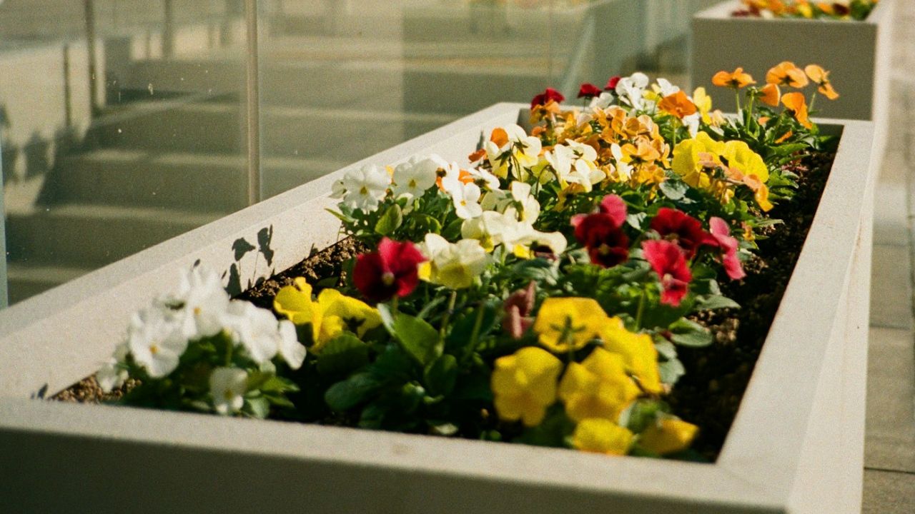 Pensées planter dans une jardinière