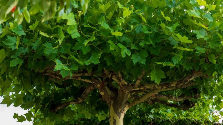 Mûrier platane parasol