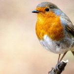 Apprivoiser un rouge-gorge