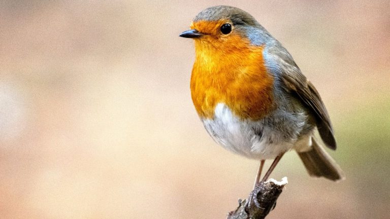 Apprivoiser un rouge-gorge