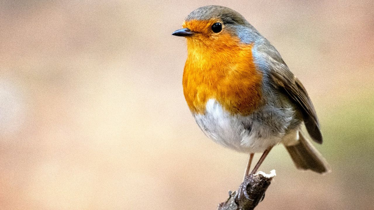 Apprivoiser un rouge-gorge
