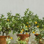 Engrais pour un citronnier