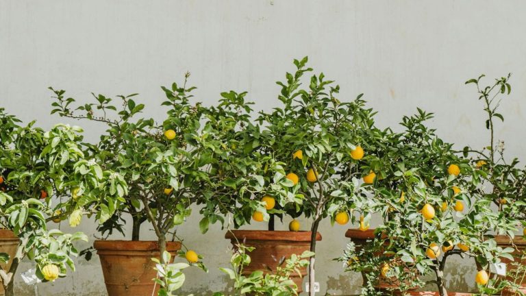 Engrais pour un citronnier