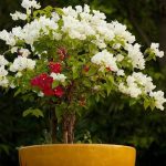 Faire revivre un bougainvillier