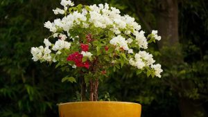 Faire revivre un bougainvillier