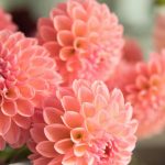 Dahlia
