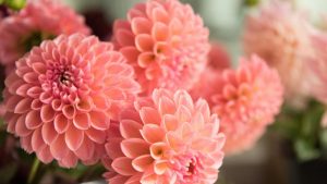 Dahlia