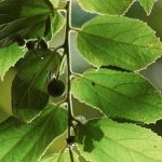 Hackberry