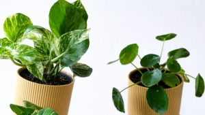 Peperomia ou pilea