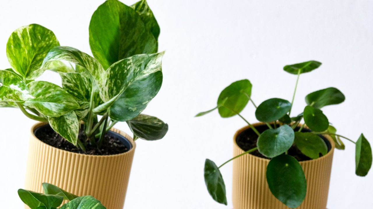 Peperomia ou pilea