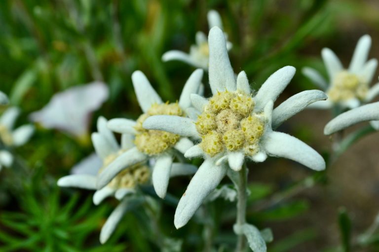 Edelweiss