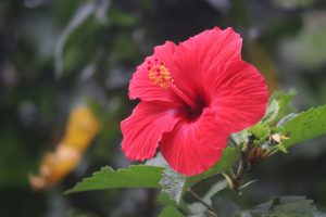Bouture d’hibiscus