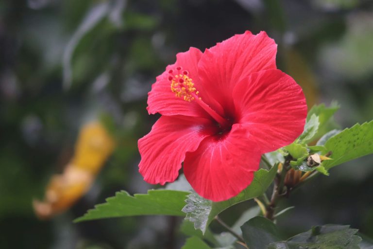 Bouture d’hibiscus