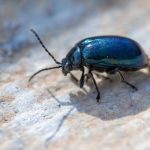 Petit insecte noir dans la maison