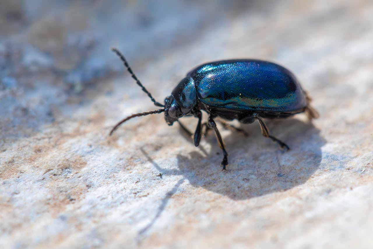Petit insecte noir dans la maison