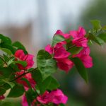 Bougainvillier perd ses feuilles