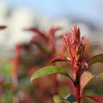 Tailler les photinias
