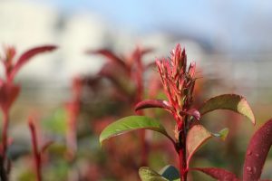 Tailler les photinias