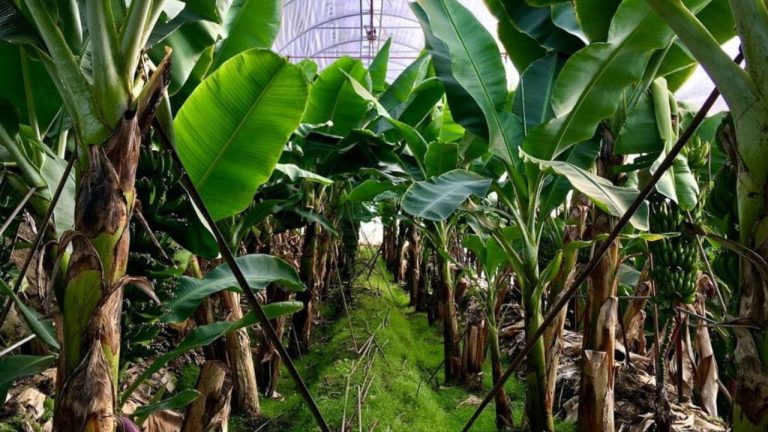 Distance planter des bananiers entre eux
