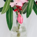 Boutures de laurier-rose