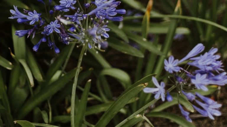 Couper les feuilles des agapanthes